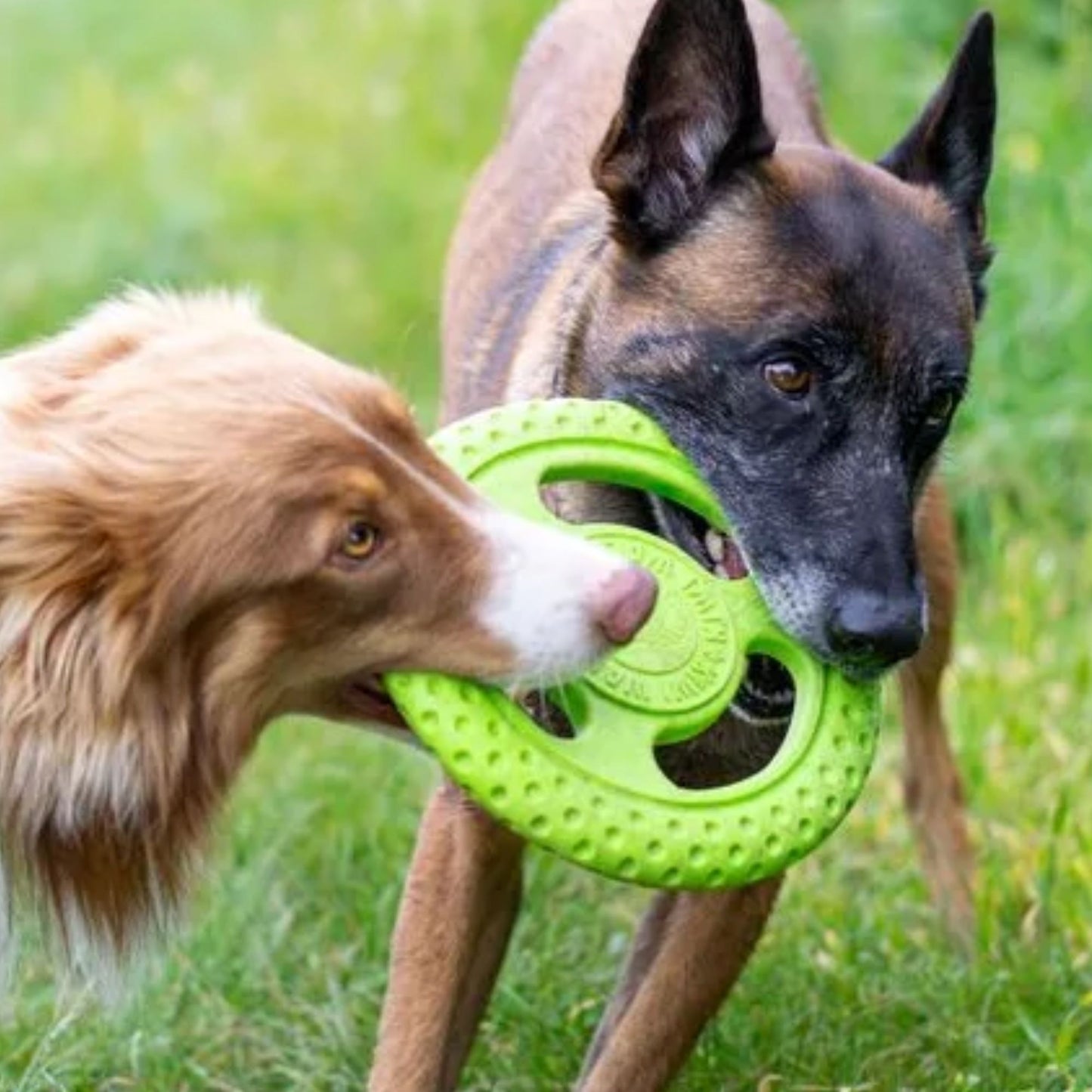 Kiwi Walker Frisbee - Flere Varianter