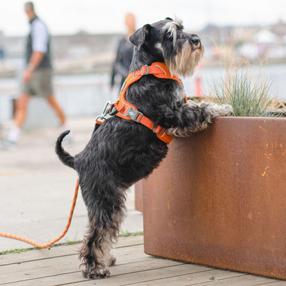 DOG Copenhagen Comfort Walk Pro™ Sele - Flere Varianter