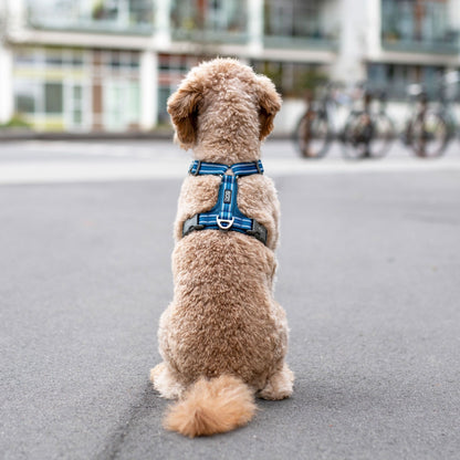 Dog Copenhagen Comfort Walk Air hundesele